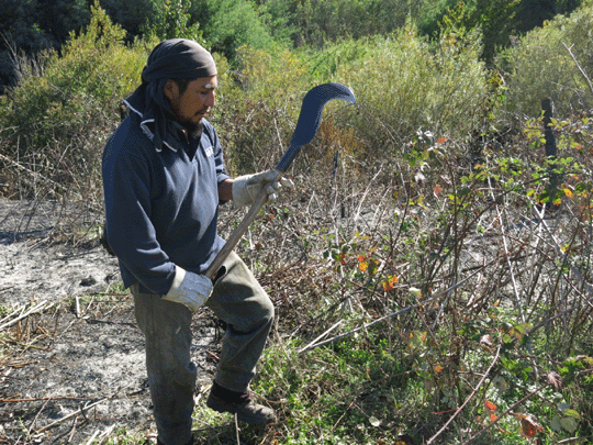Jose Quipal clears blackberry brush from a field where he and his family are squatting on land “occupied” by the Mapuche