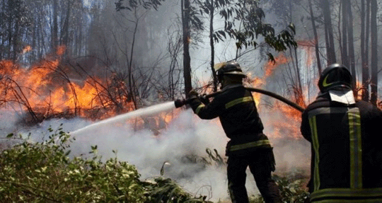 Arson attacks on timber plantations are among the alleged tactics of hard-line indigenous groups that the anti-terrorism law has been used to combat. Photo via Mapuexpress