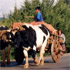 oxen and cart