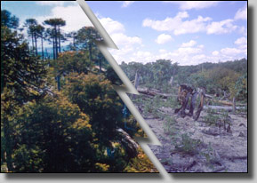 Picture of a forest before and after deforestation