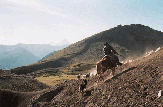 Mapuche man on horse and dog heading towards a stampede